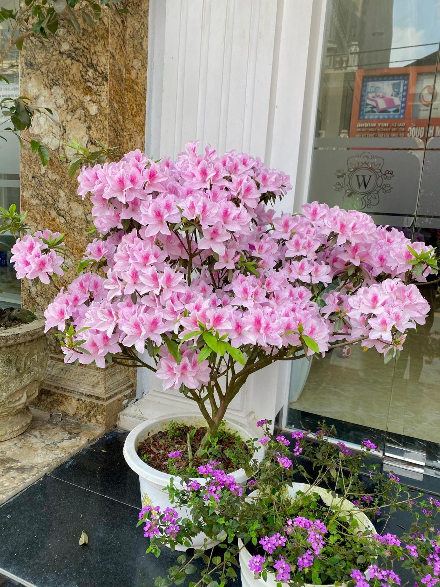 Wind House Hotel سابا المظهر الخارجي الصورة